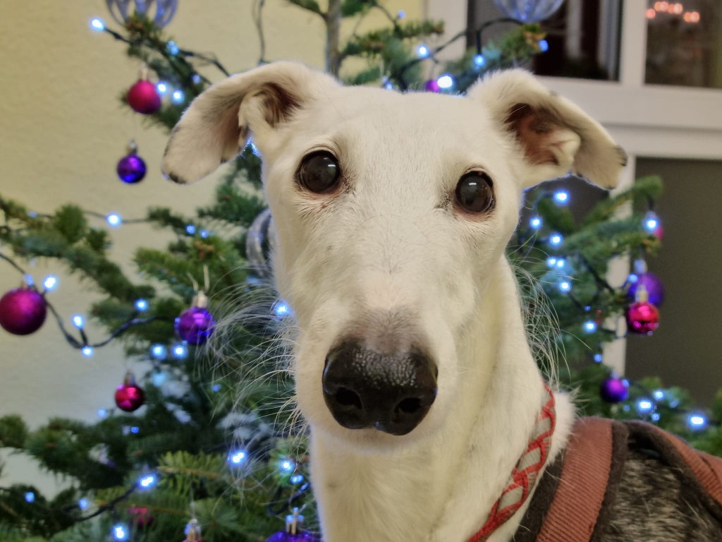 Bailey1