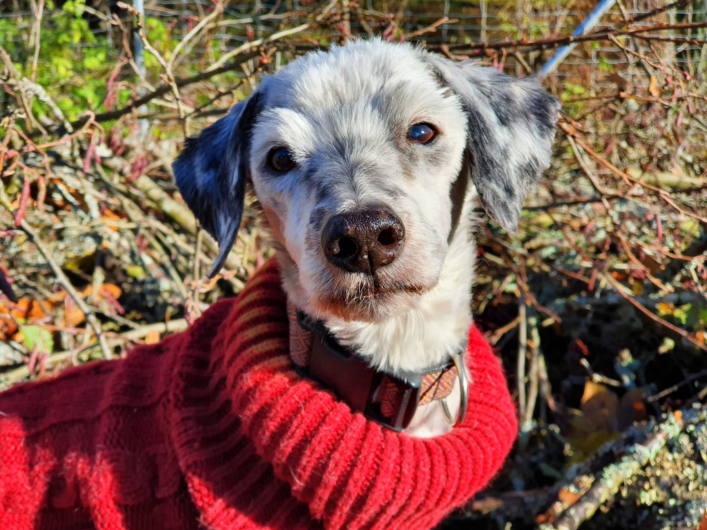 Cooper